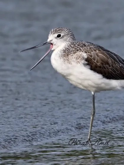 A Common Greenshank lets out a wide yawn at dawn on the Goan mudflats. This is a moment of awakening, a behavior that adds personality and a story to the photograph.