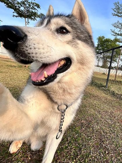 The Pawsome Camp - Dog Daycare & Boarding Our Pack: Portraits from the Camp photo 8