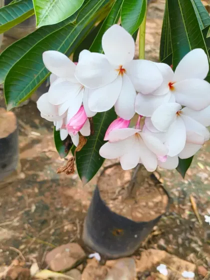 A white Champa with delicate pink edges.