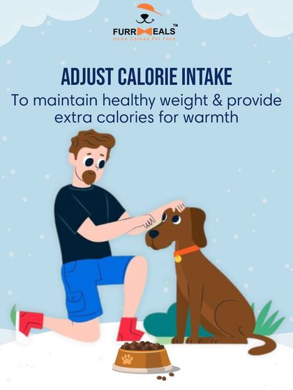 This extensive library of educational content covers everything a pet parent needs to know, from the benefits of turmeric and moringa to tips for hydration, sleep, dental health, and raising a new puppy.