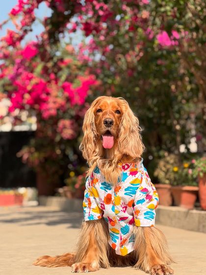 Posto looking handsome in his Holi kurta, posing against a backdrop of beautiful bougainvillea flowers.