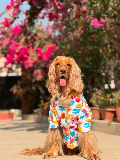 Posto's Holi outfit from Wrap in Fur, looking bright and festive against a backdrop of bougainvillea.