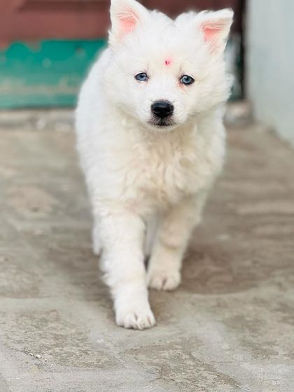 The puppy on the move, walking towards the camera with confidence.