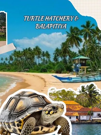 A truly special experience awaits at the turtle hatchery in Balapitiya. On our tour, you get to see these amazing creatures and learn about the conservation efforts to protect them.