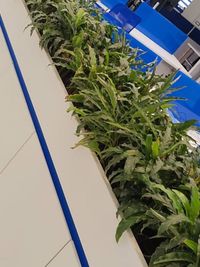 Interior Plantscaping