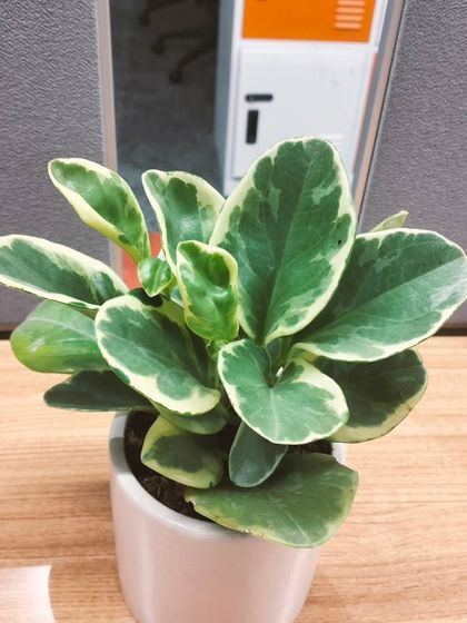 The beautiful green and white variegation of the Peperomia Obtusifolia. This plant is a great, low-fuss option that I often recommend for office desks and common areas.