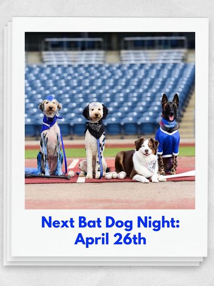 Tulsa Dog Trainer - Pack Walks More Than Just a Walk photo 16