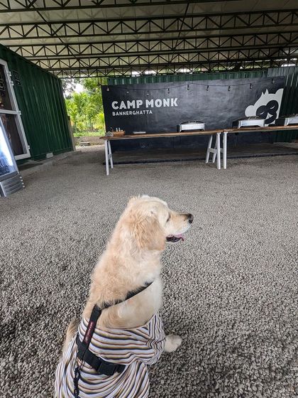 PL Paws - Animal Rescue & Rehabilitation Ready for a Home: Meet Our Adoptable Dogs photo 12