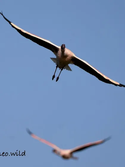 There's nothing quite like the thrill of a bird in flight coming straight towards you. This flamingo, with its wings spread wide against the blue sky, showcases the power and elegance of these birds on the move.