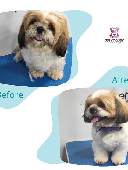 The pup-arazzi caught this amazing makeover! We gave this adorable dog a fresh new look, trimming away the excess fur for a clean, happy, and photo-ready appearance.