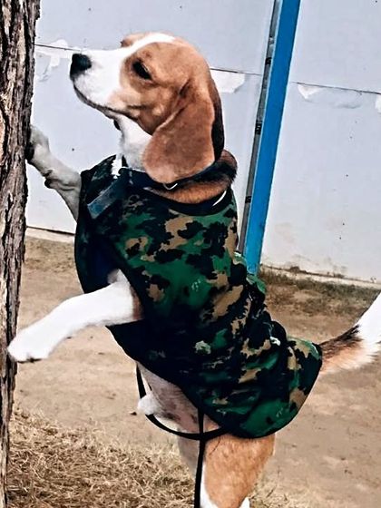 This Beagle in his camo jacket is waiting for the weekend to start like a soldier waiting for leave.