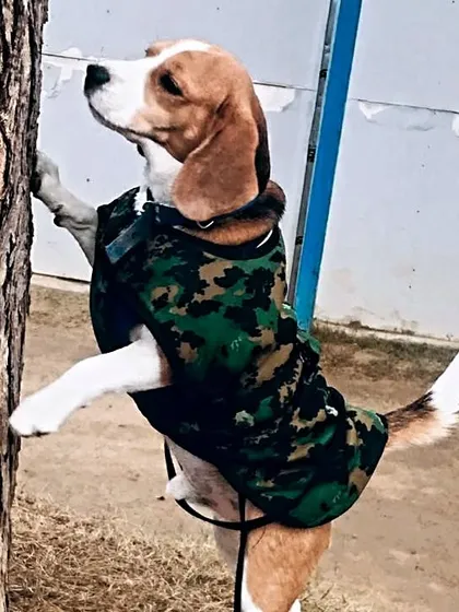 This Beagle in his camouflage jacket is on high alert, waiting for the weekend to officially start.