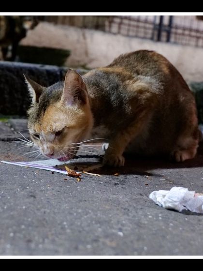 Manya Upadhyay - Travel & Documentary Photography Wildlife Encounters photo 33