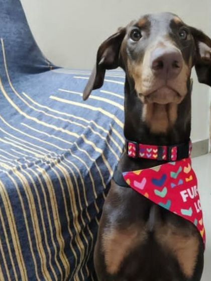 Hazel looking stylish in her bandana. This 6 month old Doberman is house trained and knows basic commands. She is ready for a loving family.
