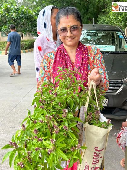 A volunteer happily donates bags full of Tulsi (Holy Basil) plants. We welcome all types of native and beneficial plants, as each one contributes to the richness of the ecosystem.