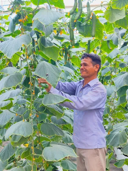 One of our dedicated farmers harvesting crisp English cucumbers in the greenhouse. His careful work ensures that only the best produce is selected for our customers.