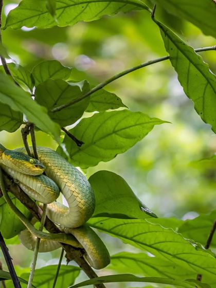 A juvenile Bamboo Pit Viper resting among the leaves during the monsoon. This in-situ shot shows the snake in its natural state, patiently waiting for prey.