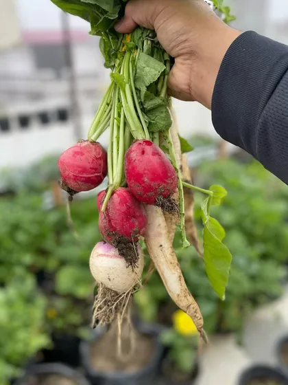 A handful of red and white radishes, freshly pulled from the grow bags. These are quick to grow and are perfect for beginners who want to see fast results.