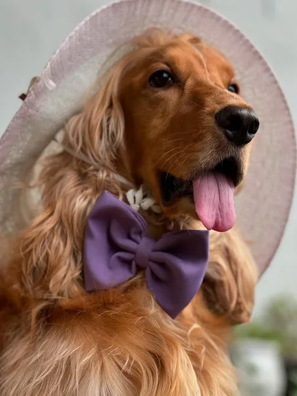 A close-up of Posto's new hat and bow from Furry Tags. He's ready for a garden party.