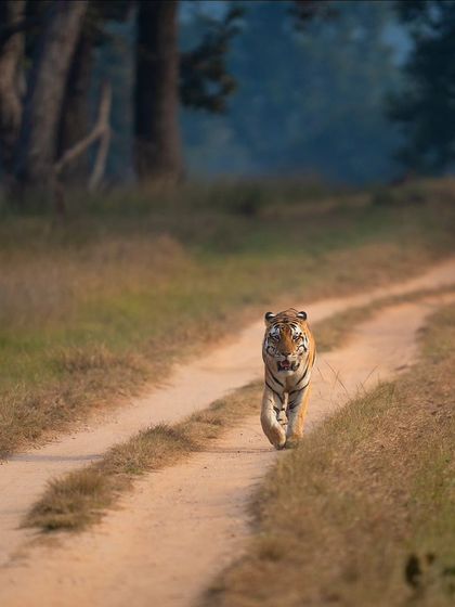 A tiger known as Junior Bajrang walks down a winding track in Kanha. The composition, with the S-curve of the road, leads the viewer's eye straight to the subject.