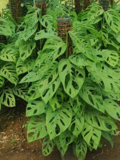 A large Monstera Adansonii growing on a moss pole. Using a pole encourages the plant to develop larger, more mature leaves.