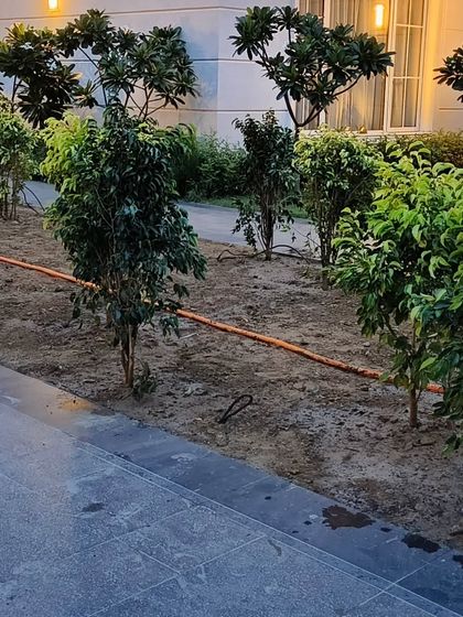 Another view of the Ficus tree pathway under development, a key element in this landscape work.