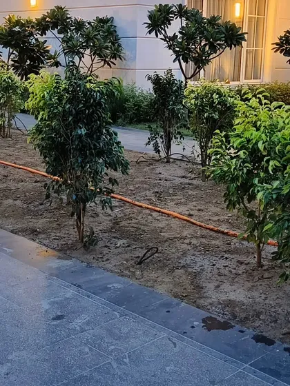 Another view of the Ficus tree pathway under development, a key element in this landscape work.
