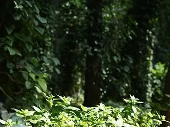 Sunlight catches the leaves in the foreground, with the dense, dark foliage of the Yercaud forest creating a sense of depth and tranquility.