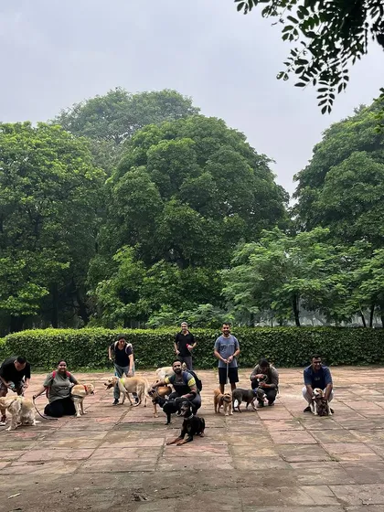 The whole gang together. A group photo from one of our recent pack walks, capturing the spirit of our amazing community.