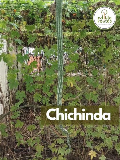 This is Chichinda, or snake gourd, an interesting and delicious vegetable from our Amarkanan Farm. It's a seasonal delight that adds variety to our harvest baskets.