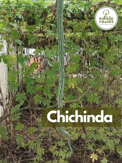 Chichinda, or snake gourd, hanging from a vine. This is one of the many interesting and nutritious gourds we grow for our weekly vegetable baskets.