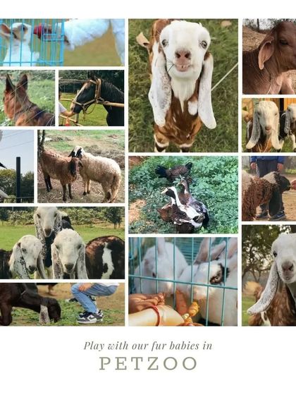 Farmus - Private Parties & Events Our Furry & Feathered Friends photo 5