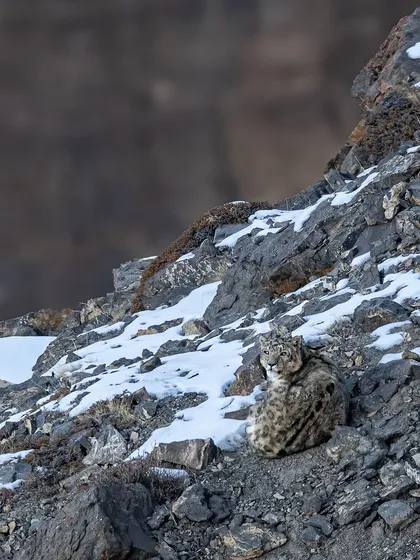 This is what my Spiti expedition is all about: tracking the ghost of the mountains. Spotting this snow leopard against the harsh, frozen landscape after days of searching in -20°C weather is a feeling you never forget. This is a trip for the truly dedicated adventurer.