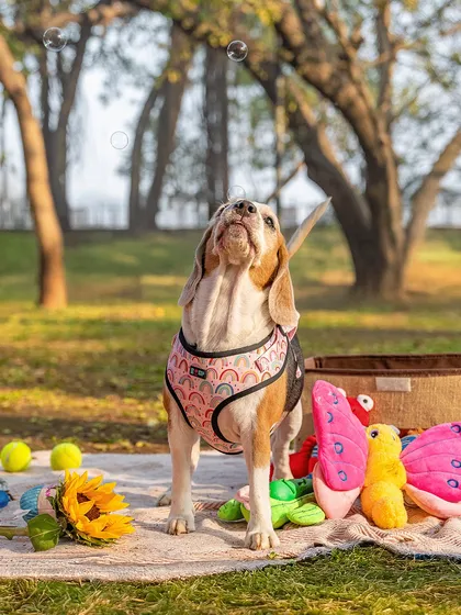 Rrari the Beagle, surrounded by her favorite toys and bubbles, during her outdoor birthday picnic. A celebration of life and resilience.