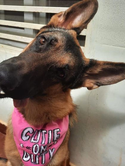 I can never get enough of his adorable head tilts. It's one of the many ways he communicates with me, showing he's engaged and listening.
