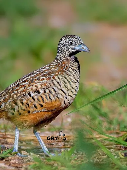 A Barred Buttonquail cautiously steps through the grass. Unlike true quails, the females of this species are more brightly colored and polyandrous.
