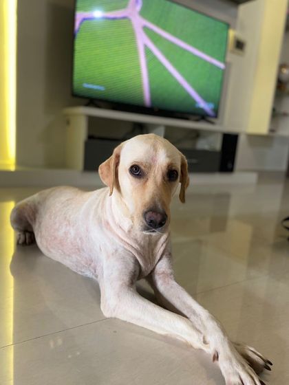 PL Paws - Animal Rescue & Rehabilitation Happy Tails: Our Adoption Stories photo 58