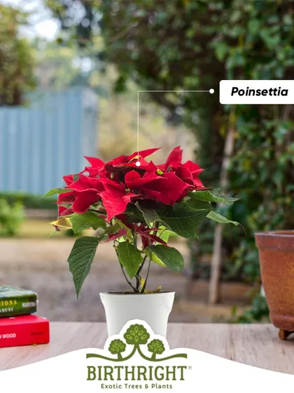 The festive red of a Poinsettia is perfect for any celebration. Bring one home to add instant cheer and color to your space.
