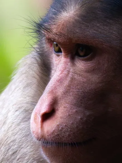 An extreme close-up of a monkey's face, showing the wisdom and curiosity in its eyes.