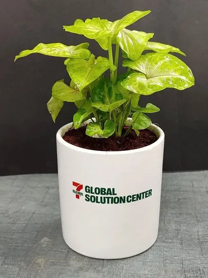 A vibrant Syngonium plant, a popular choice for our eco-friendly corporate gifts, prepared for the Global Solution Center.
