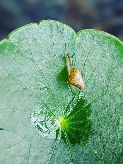 We found a tiny snail in our garden, so small we needed a magnifying glass to see it. Moments like these are priceless, offering a chance for spontaneous observation and a deep, personal connection with the natural world.