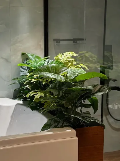 Another angle of the bathroom plant, showing how its vibrant green leaves contrast with the cool marble walls and modern fixtures.