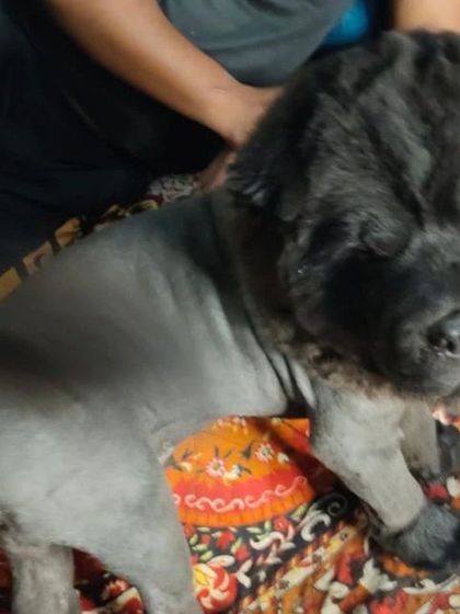 A full-body view of the Chow Chow's Lion cut, showing the contrast between the shaved body and the fluffy head and tail.