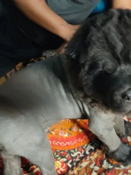 A full-body view of the Chow Chow's Lion cut, showing the contrast between the shaved body and the fluffy head and tail.