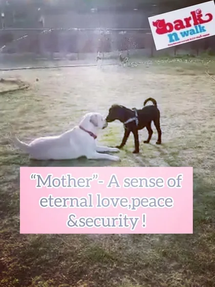 This tender moment between two dogs reminds us that they are capable of deep affection and care. Socialization helps nurture this gentle side, teaching them how to communicate with peace and respect.
