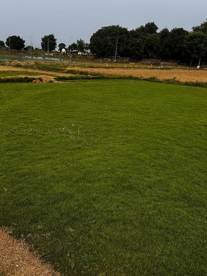 A top-quality natural grass lawn I supplied in Delhi. It's perfect for both residential gardens and larger commercial spaces.