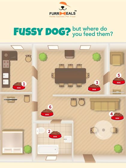 If you have a fussy dog, where you feed them matters. This guide shows how the placement of their food bowl can impact their comfort and willingness to eat, and why a safe, quiet space is so important.