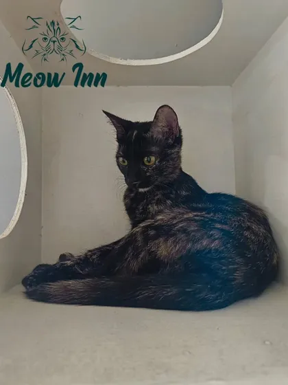 Even the most social cats need their private time. This guest is enjoying the quiet and security of her personal suite, a cozy hideaway for napping or just relaxing.