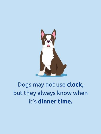 Dogs may not use a clock, but they have a perfect internal alarm for dinner time. They always know.