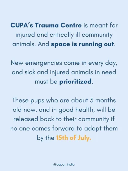 Cupa - Pet Adoption, Fostering & Sponsorship Find Your Canine Companion: Dogs for Adoption photo 20